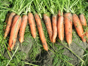 MINOLTA DIGITAL CAMERA