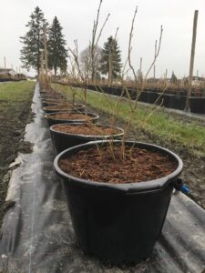 Foto Heidelbeeren II