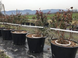 Foto Heidelbeeren III