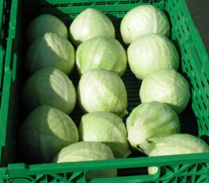 MINOLTA DIGITAL CAMERA