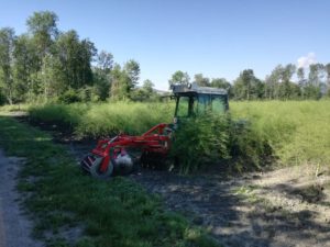 Scheibenegge Spargeln